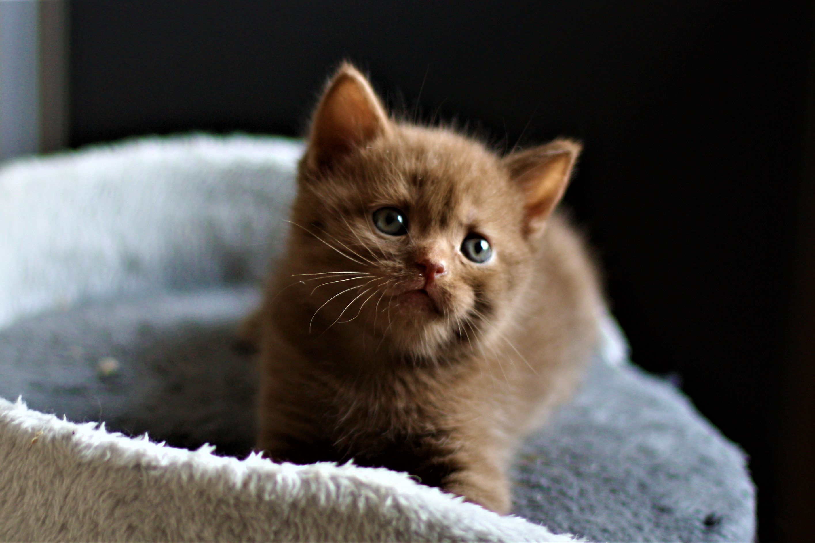 almiras kitten (6)