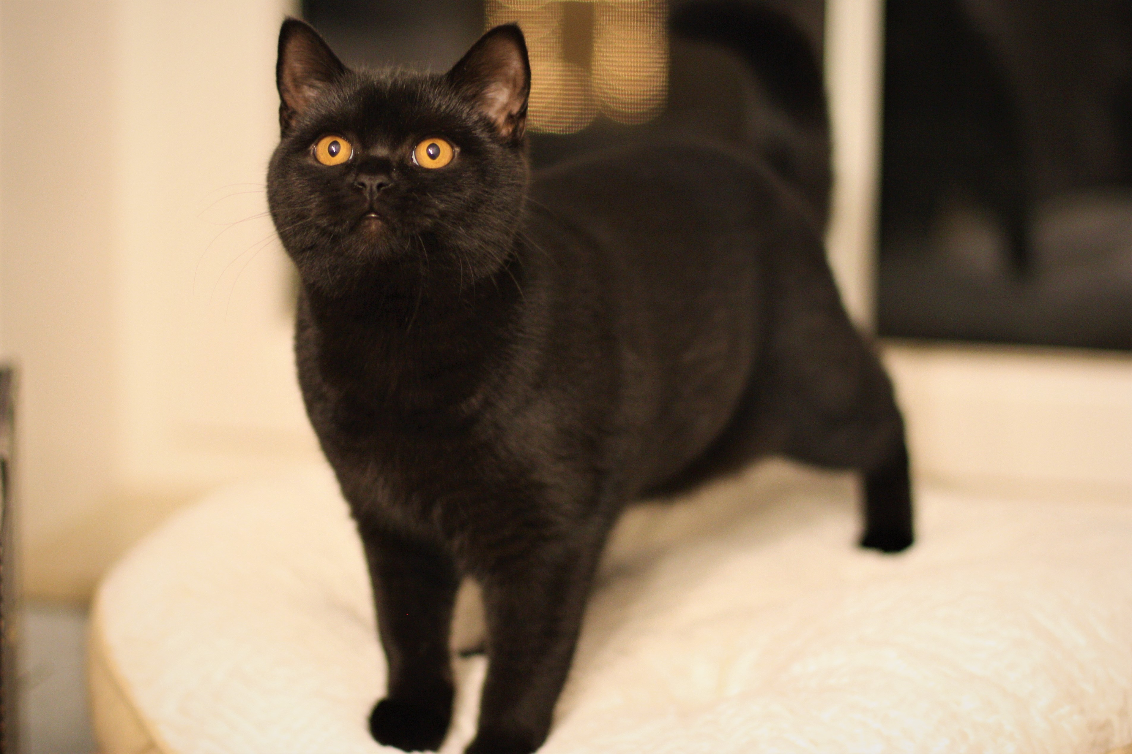 Amara