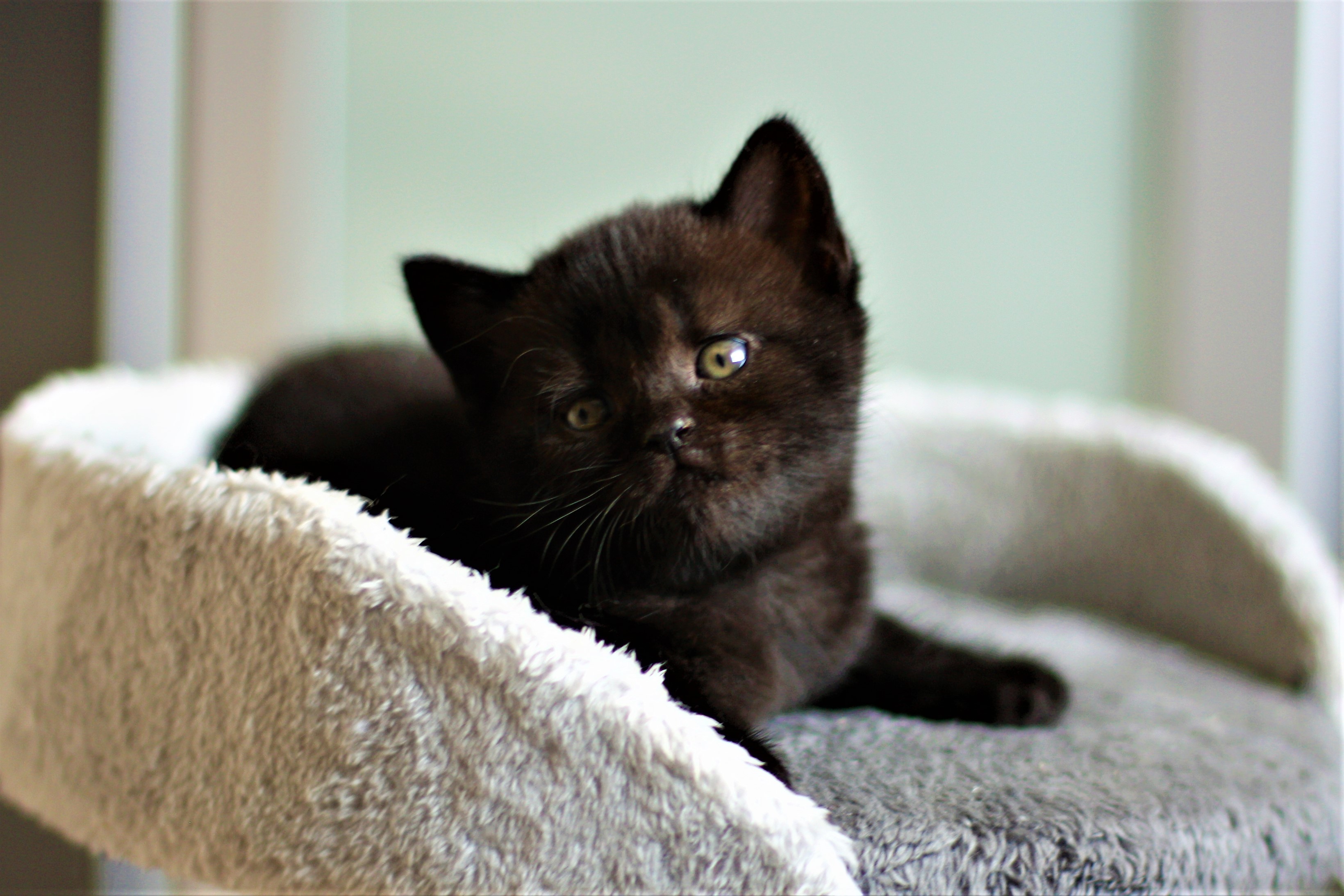 almiras kitten (3)