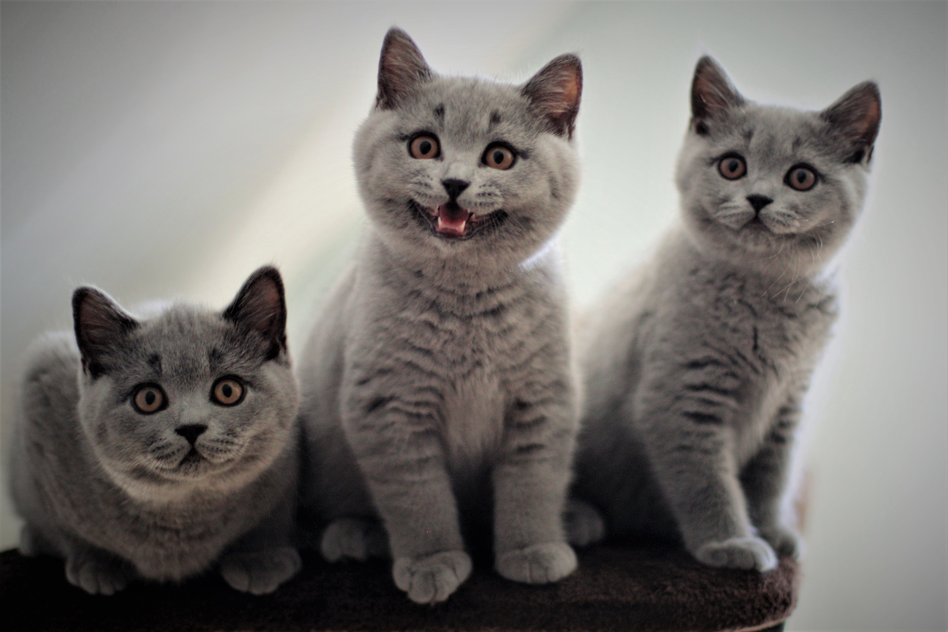 Bruno,Balu,Batty