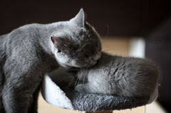 Arnold und Mama