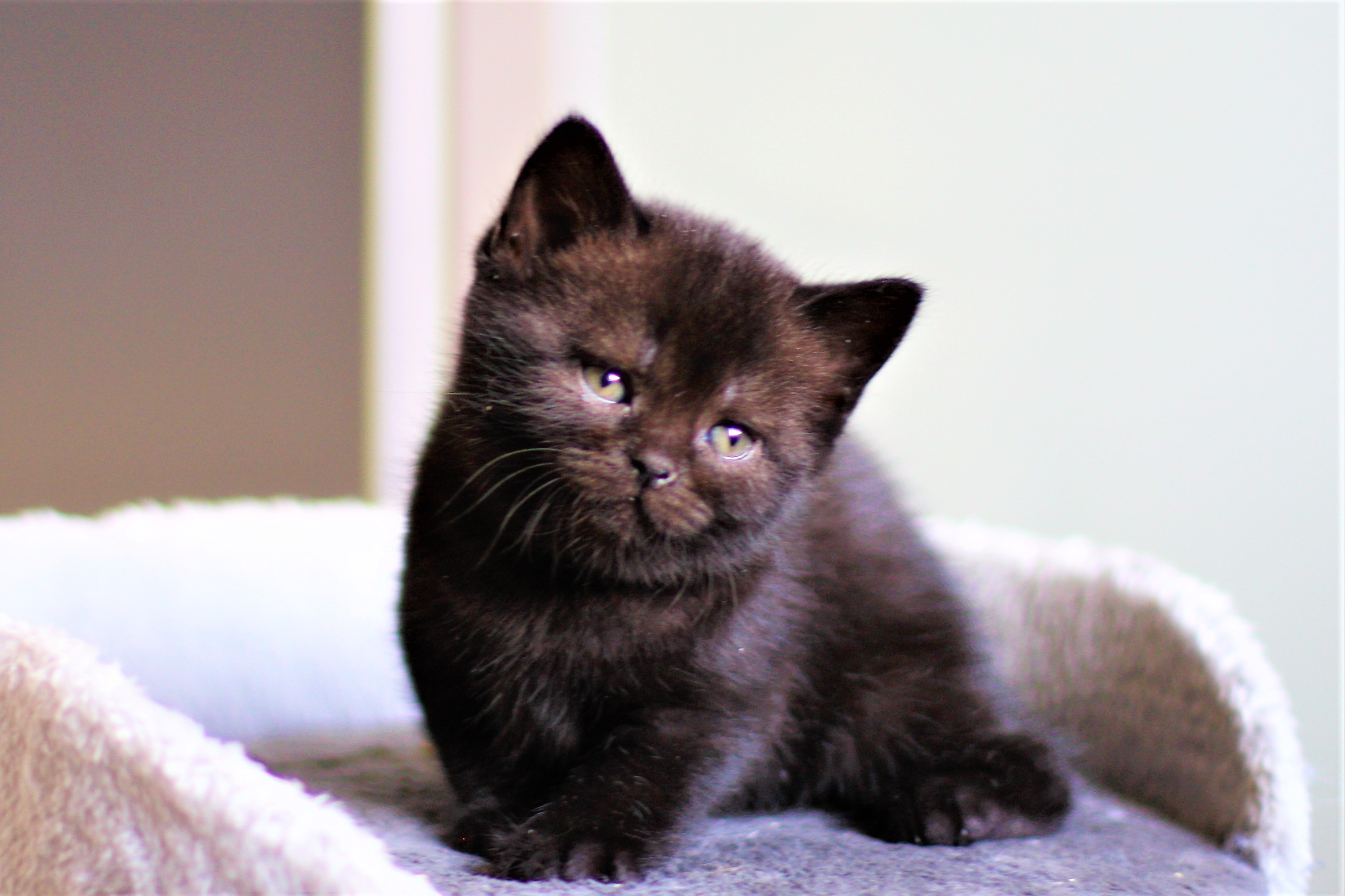 almiras kitten (2)