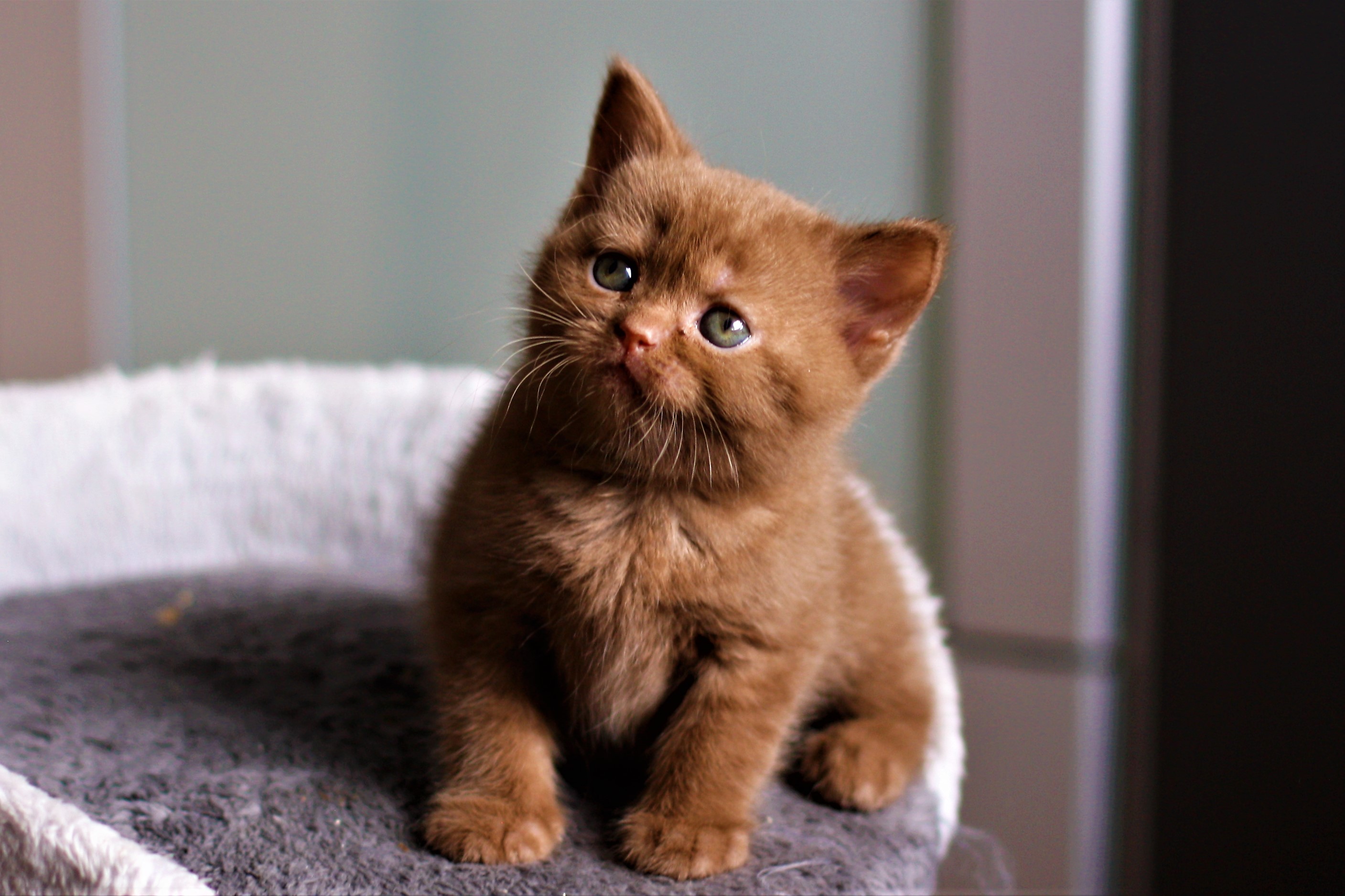 almiras kitten (10)
