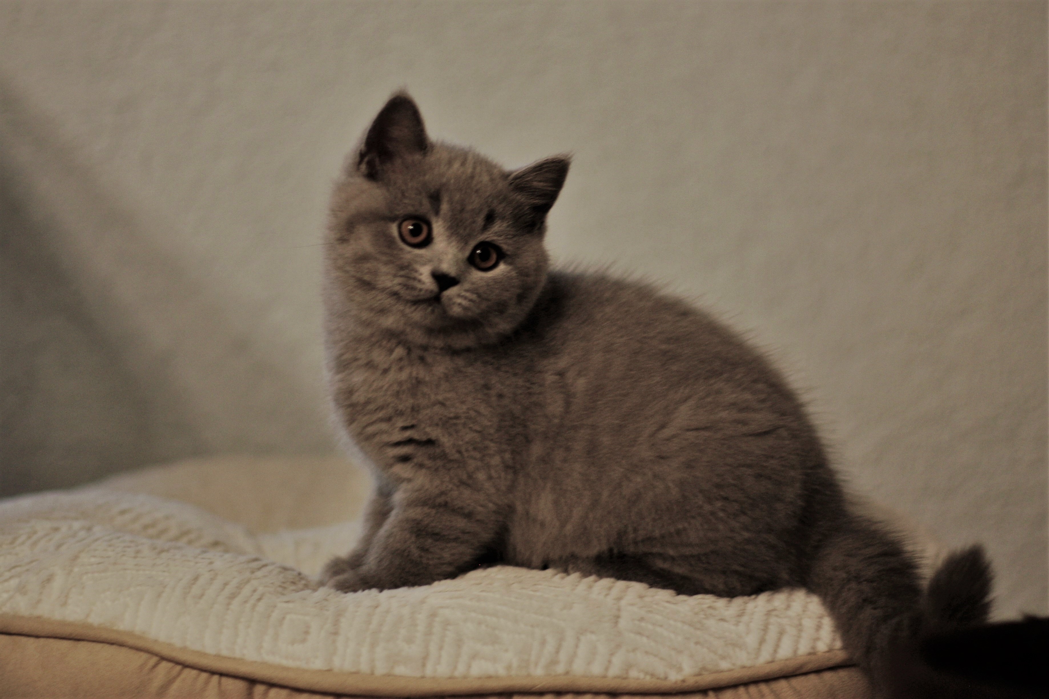 Balu