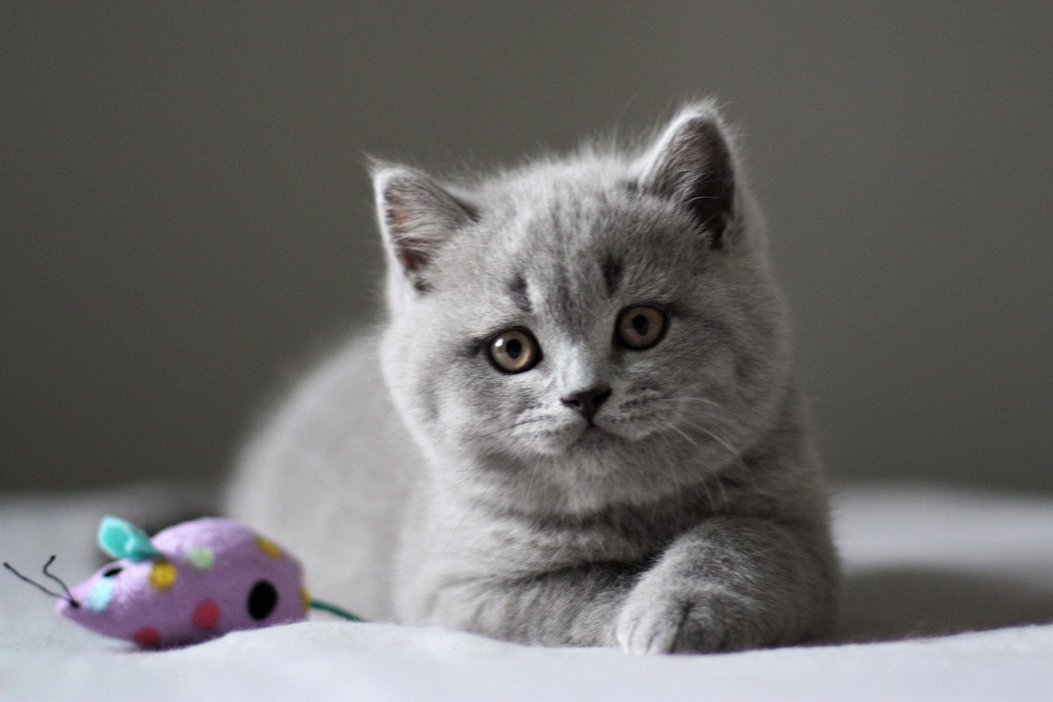 Balu
