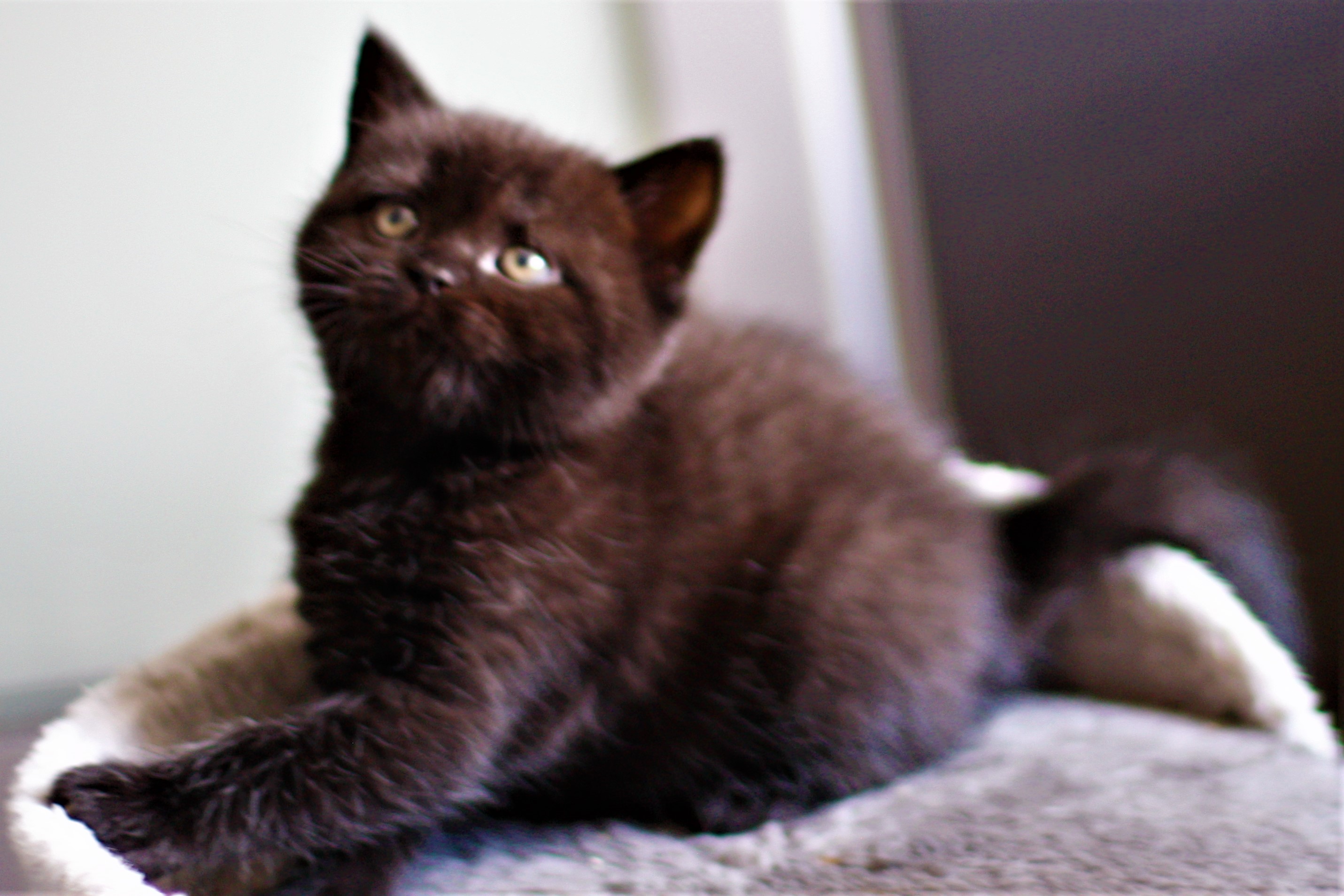 almiras kitten (23)