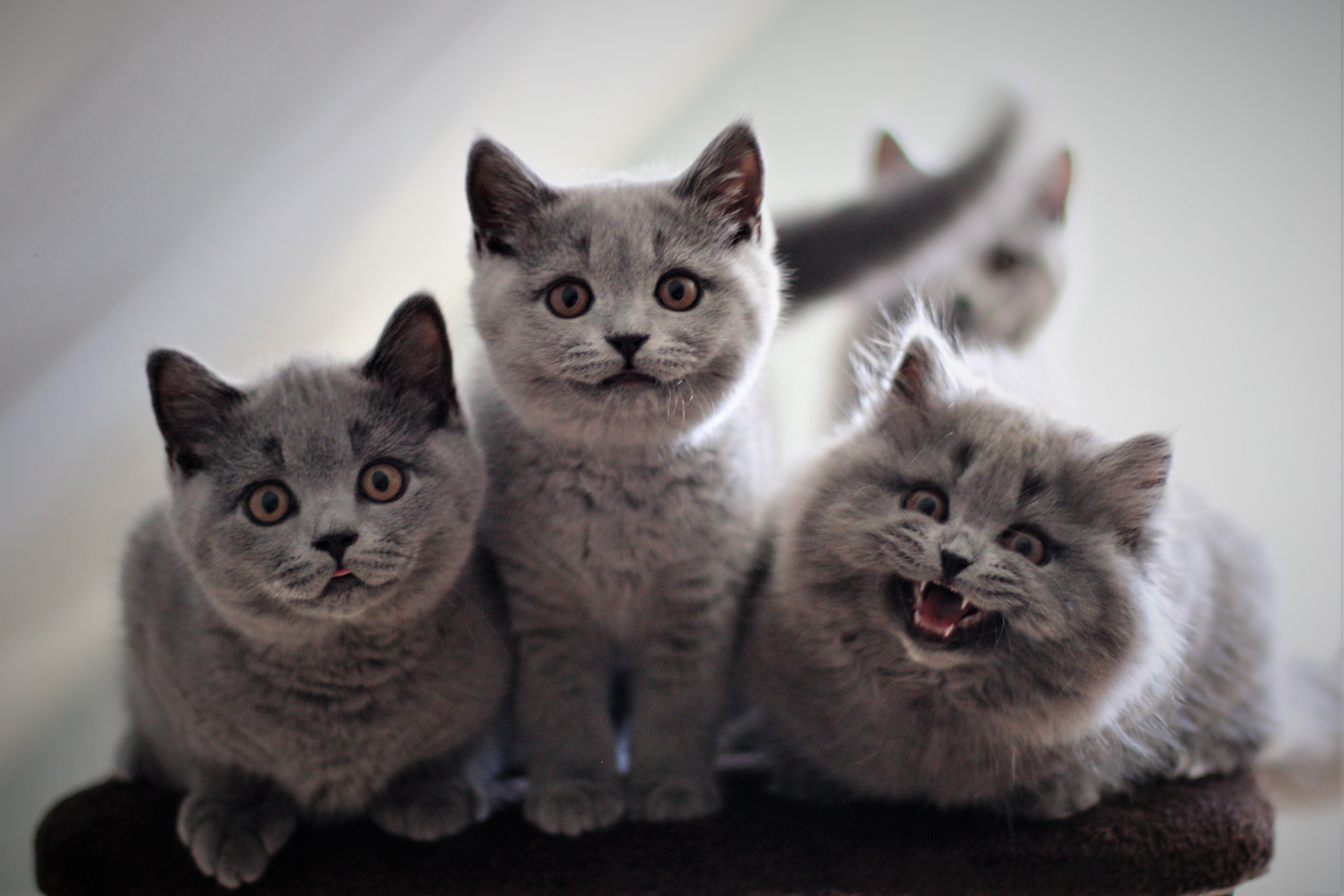 Bruno,Batty,Barby