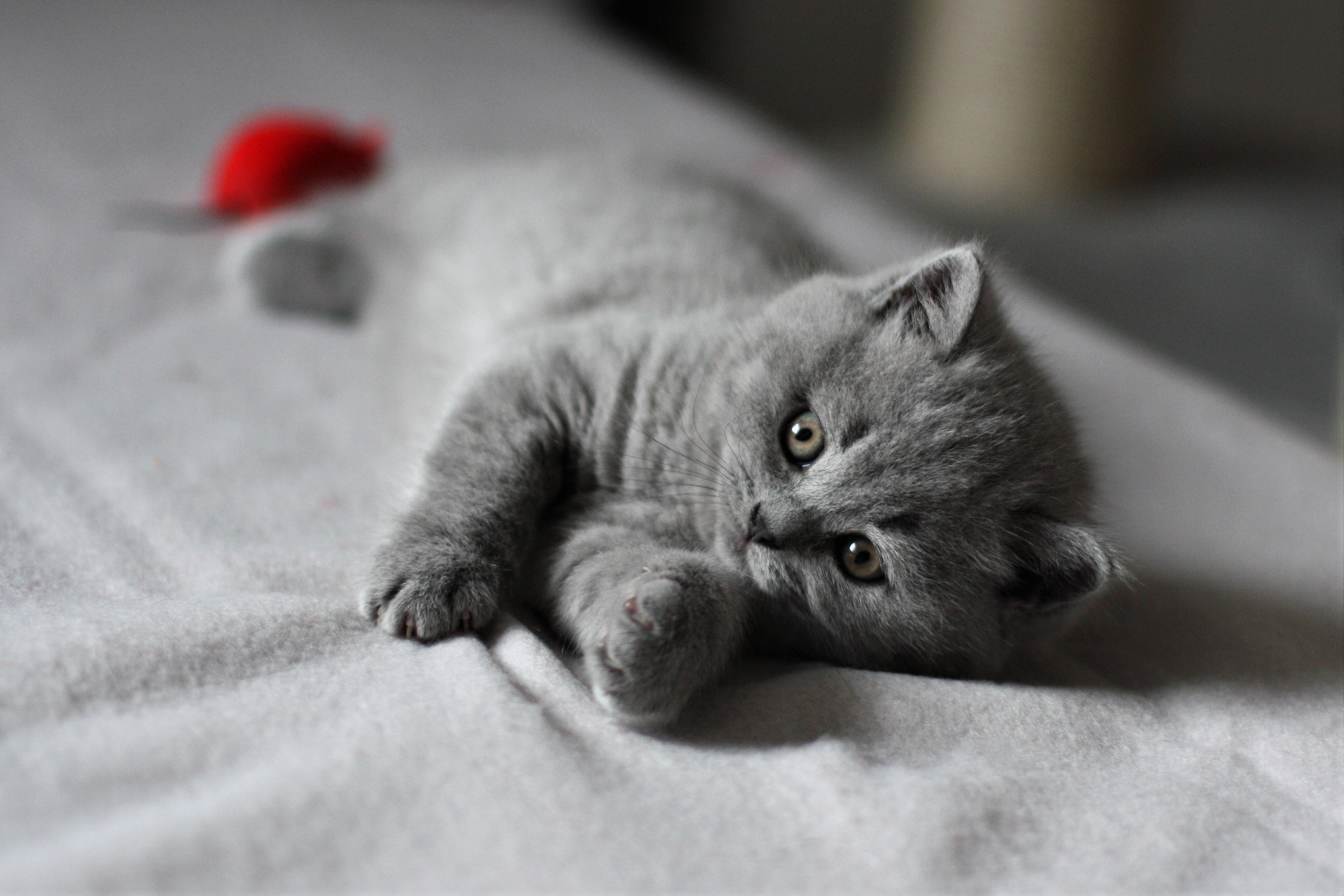 Balu