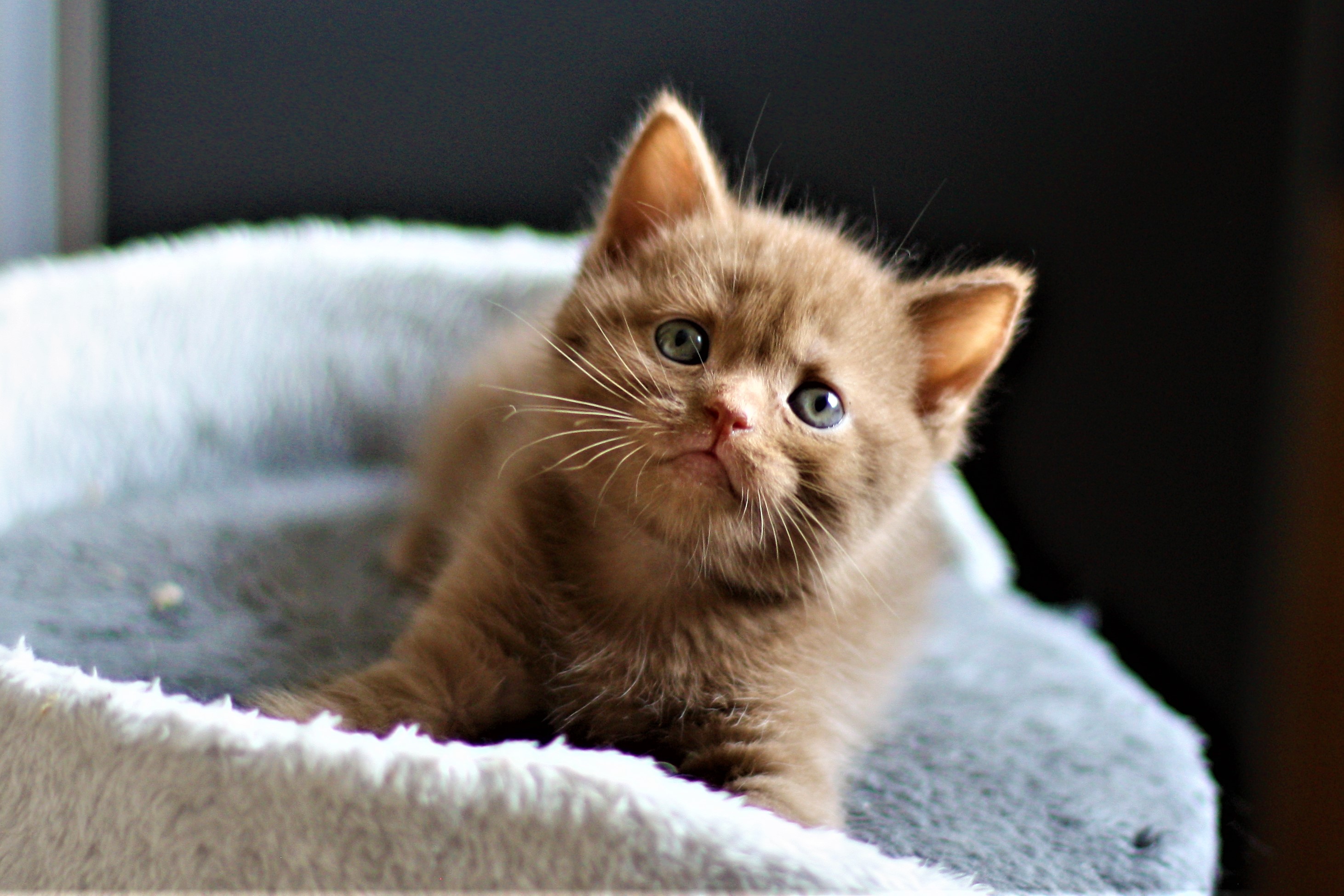 almiras kitten (11)