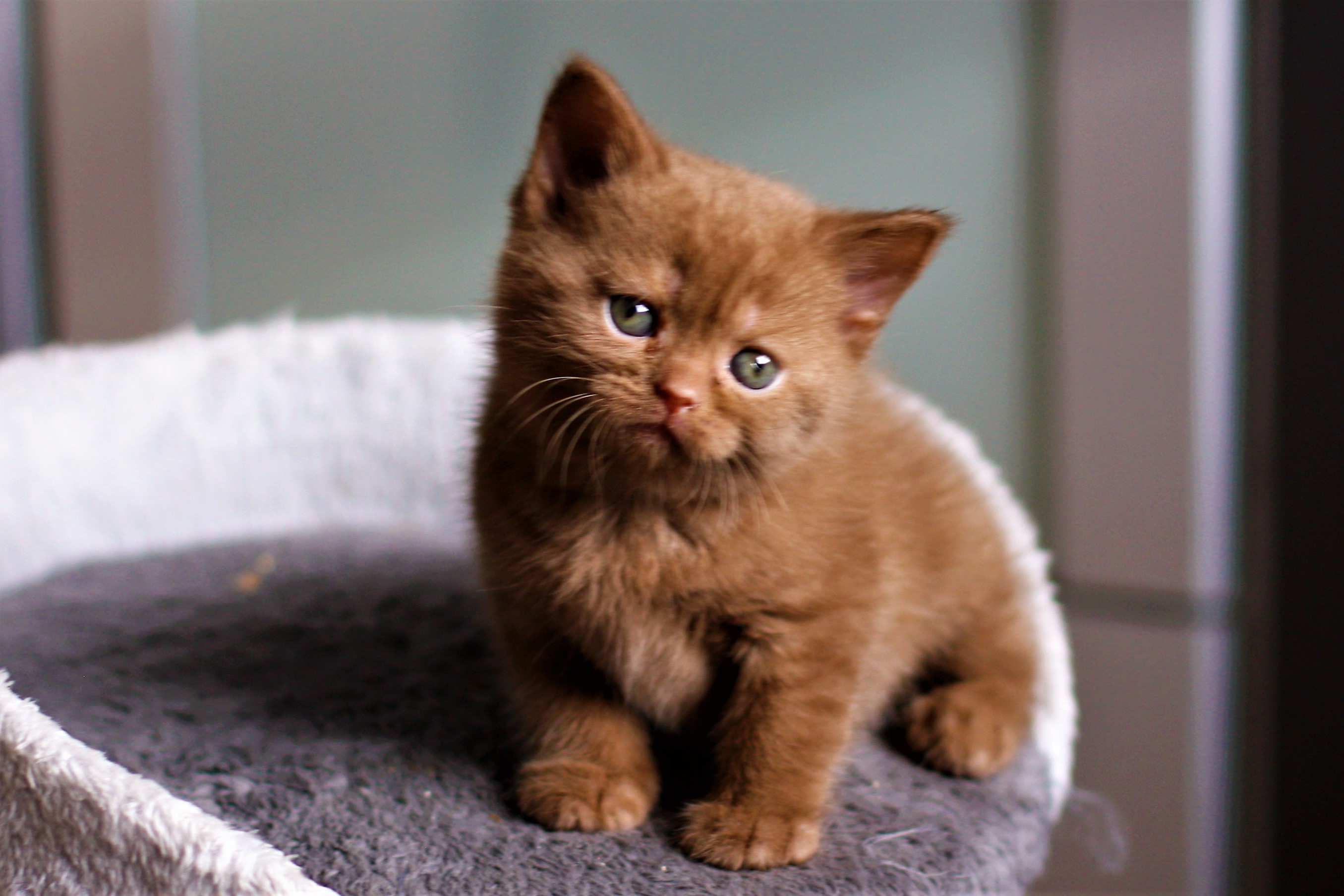 almiras kitten (9)