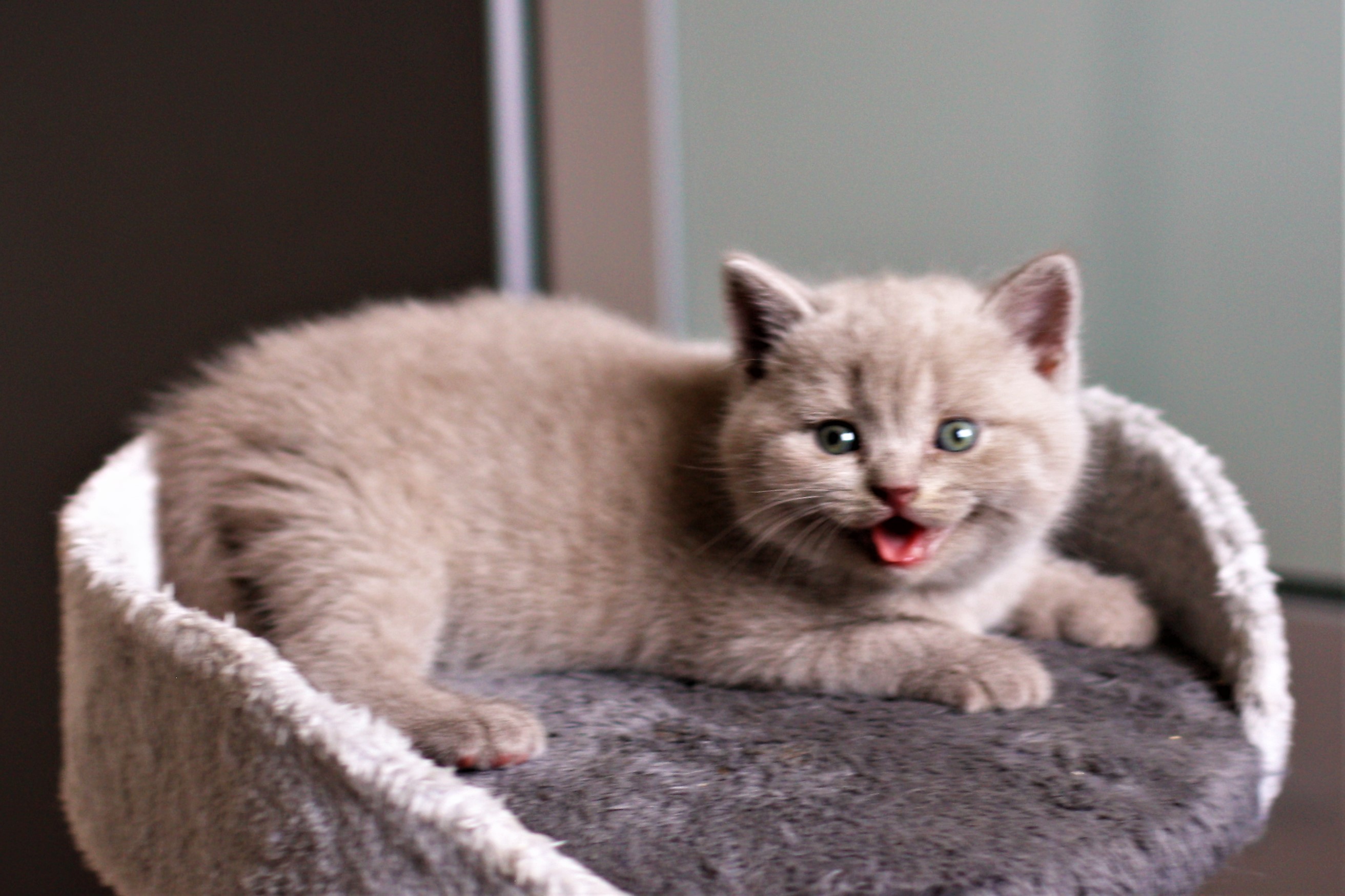 almiras kitten (4)