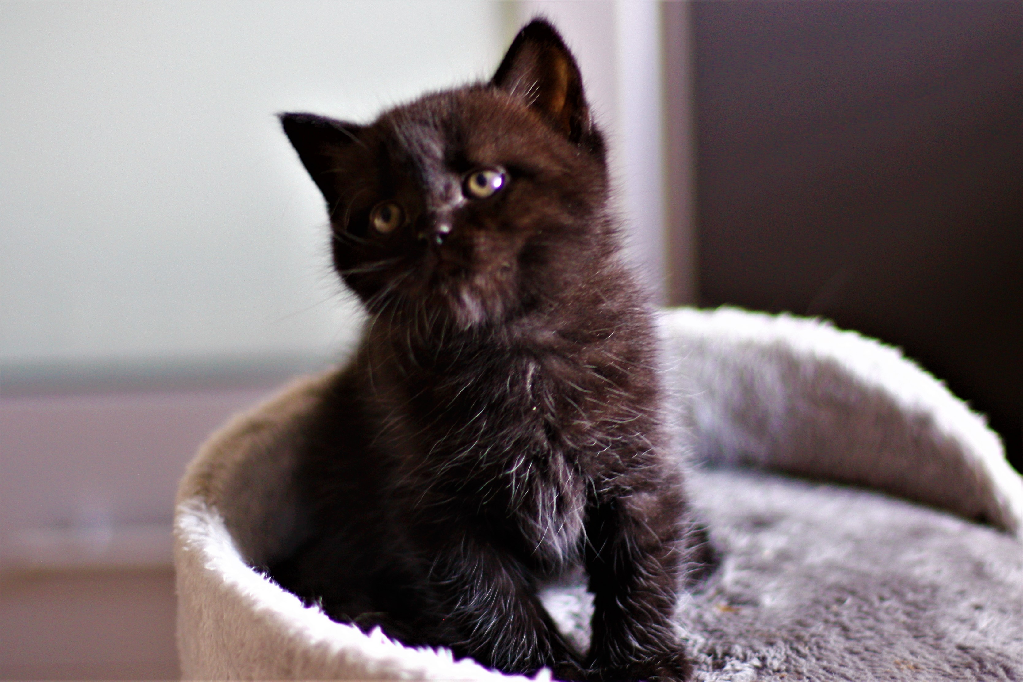 almiras kitten (19)