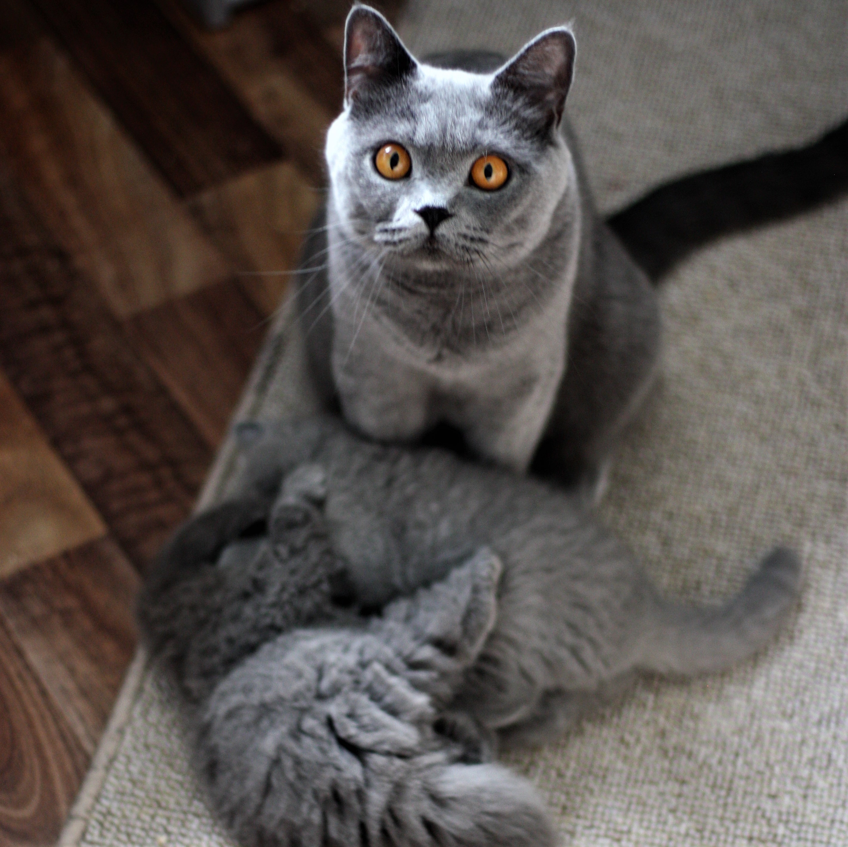 Mama