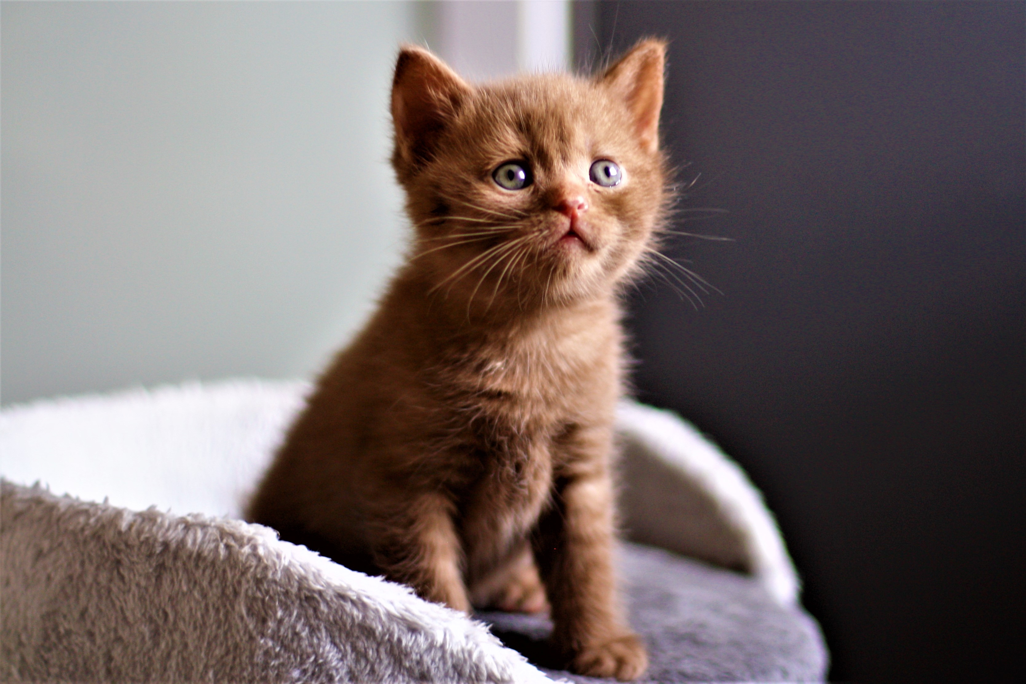 almiras kitten (5)