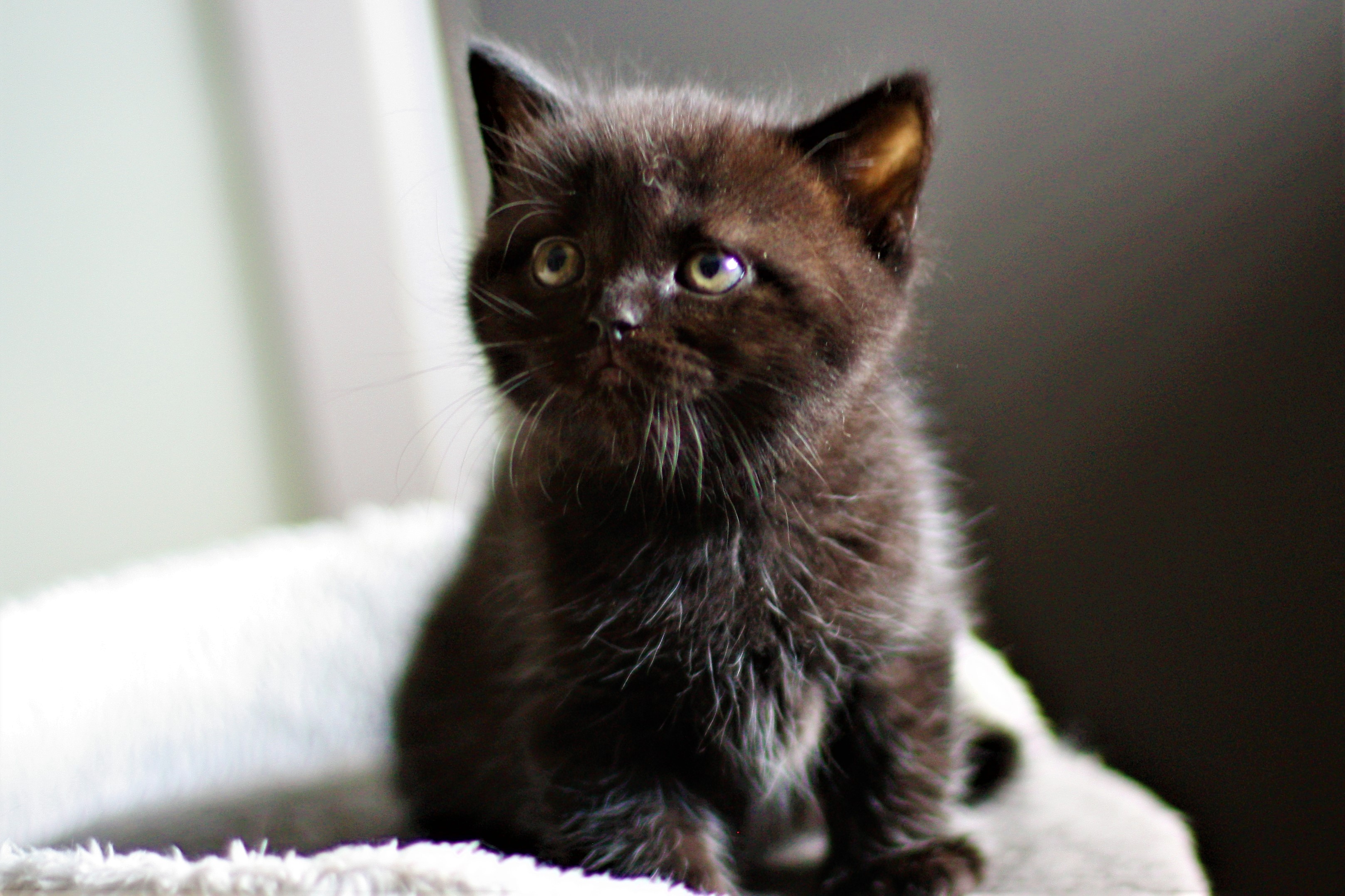almiras kitten (20)