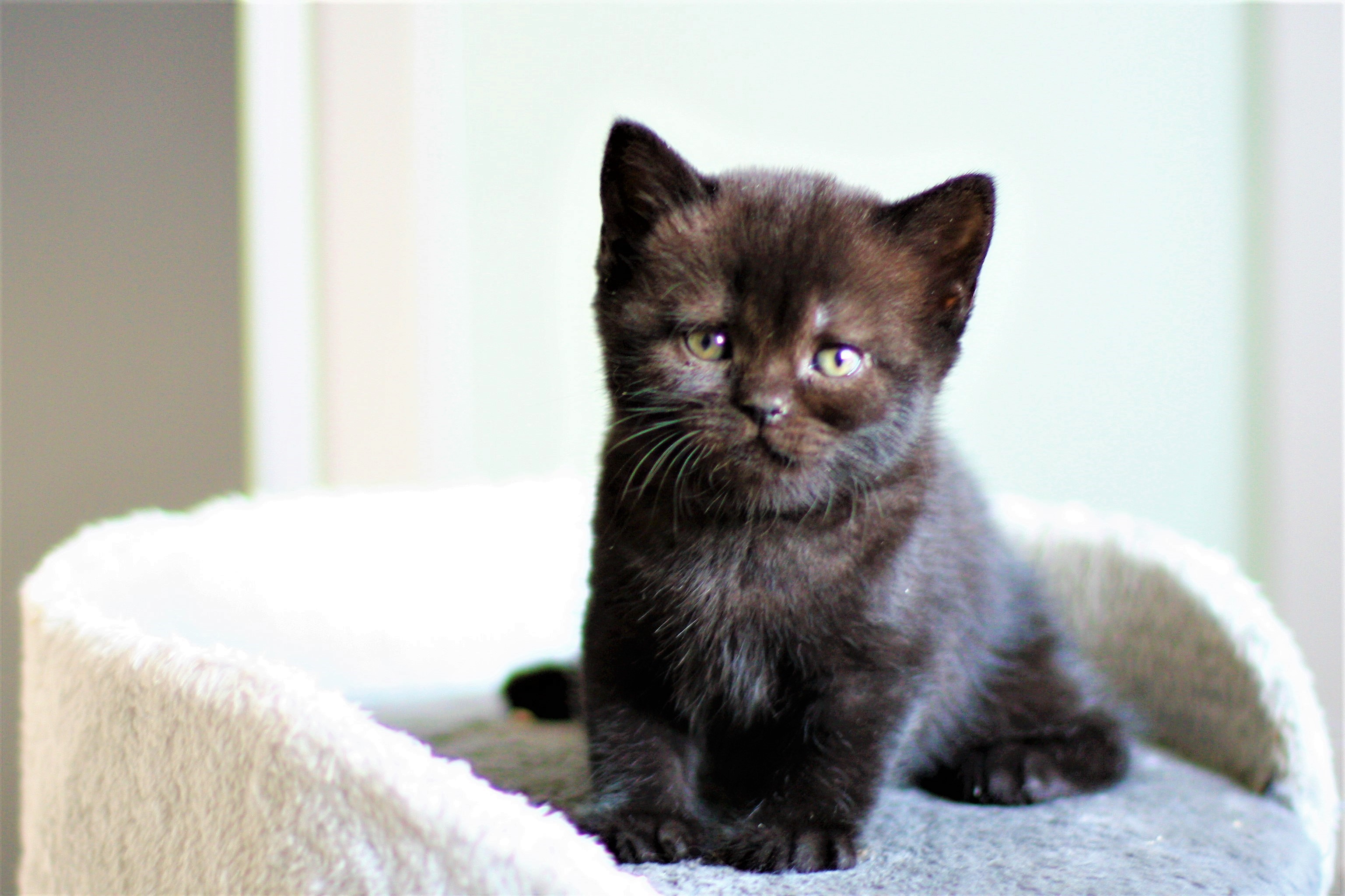 almiras kitten (5)