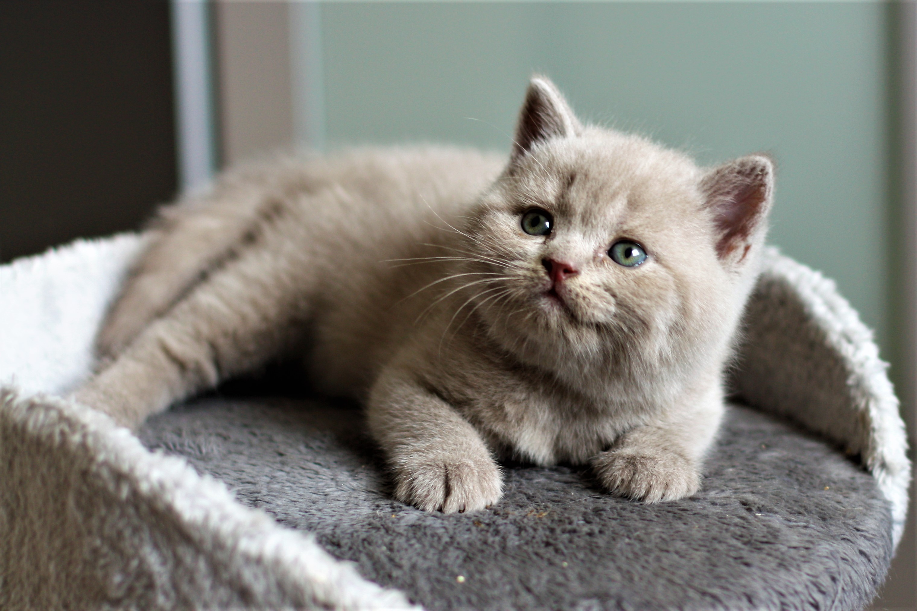 almiras kitten (3)