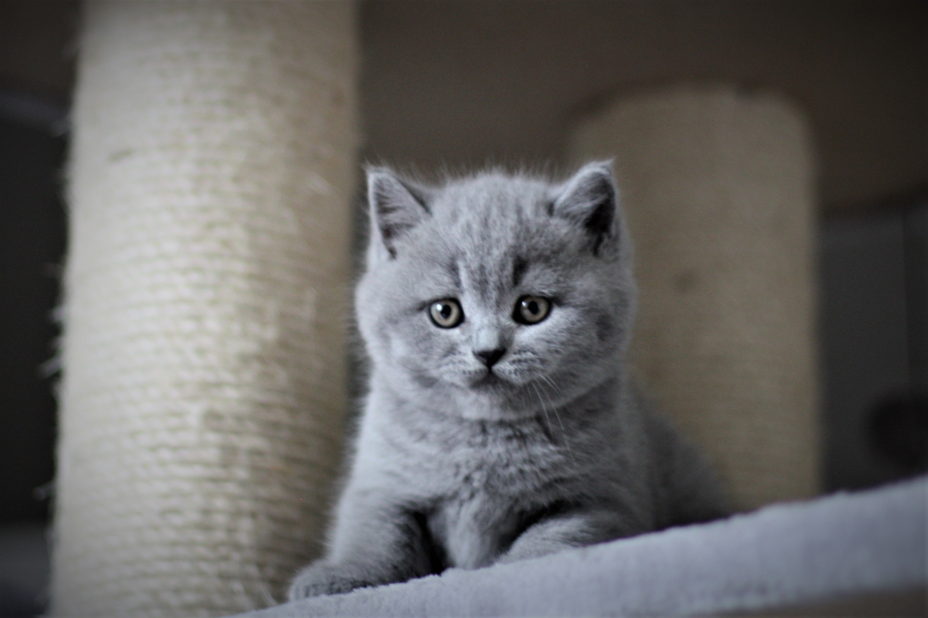 Balu