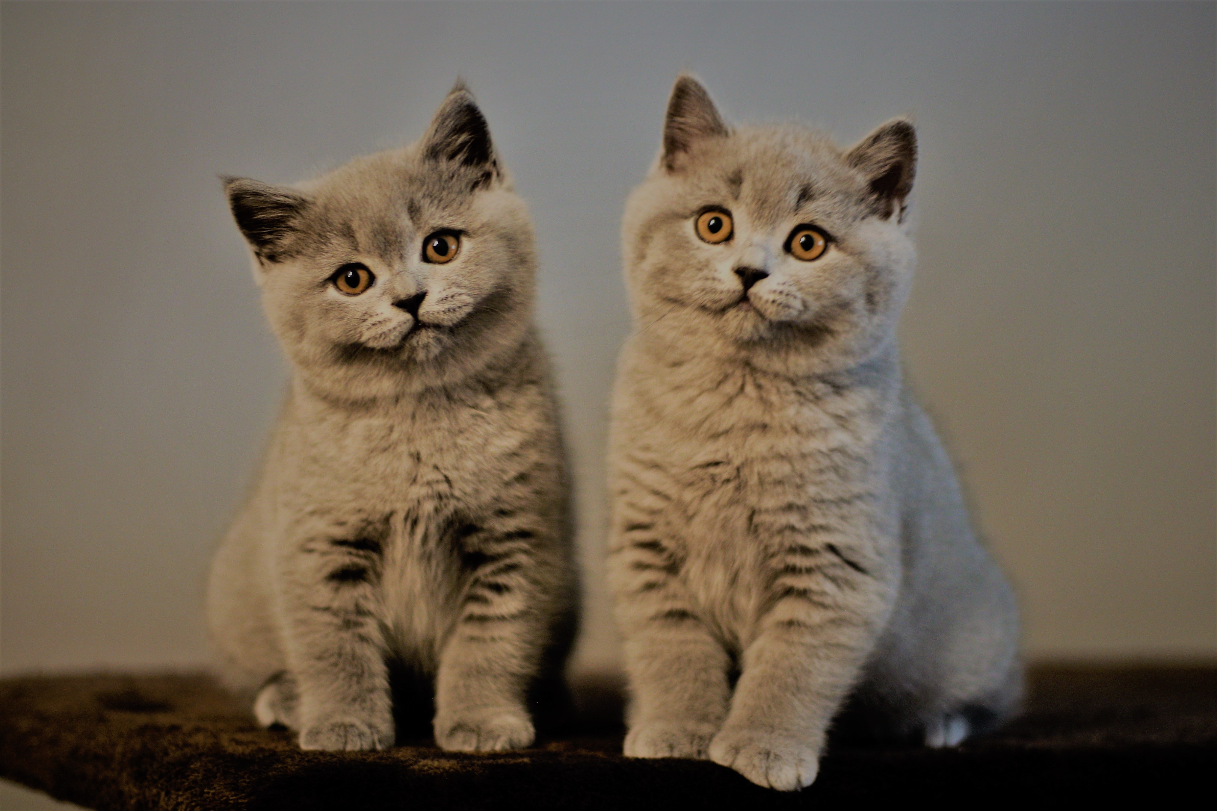 Batty+Balu