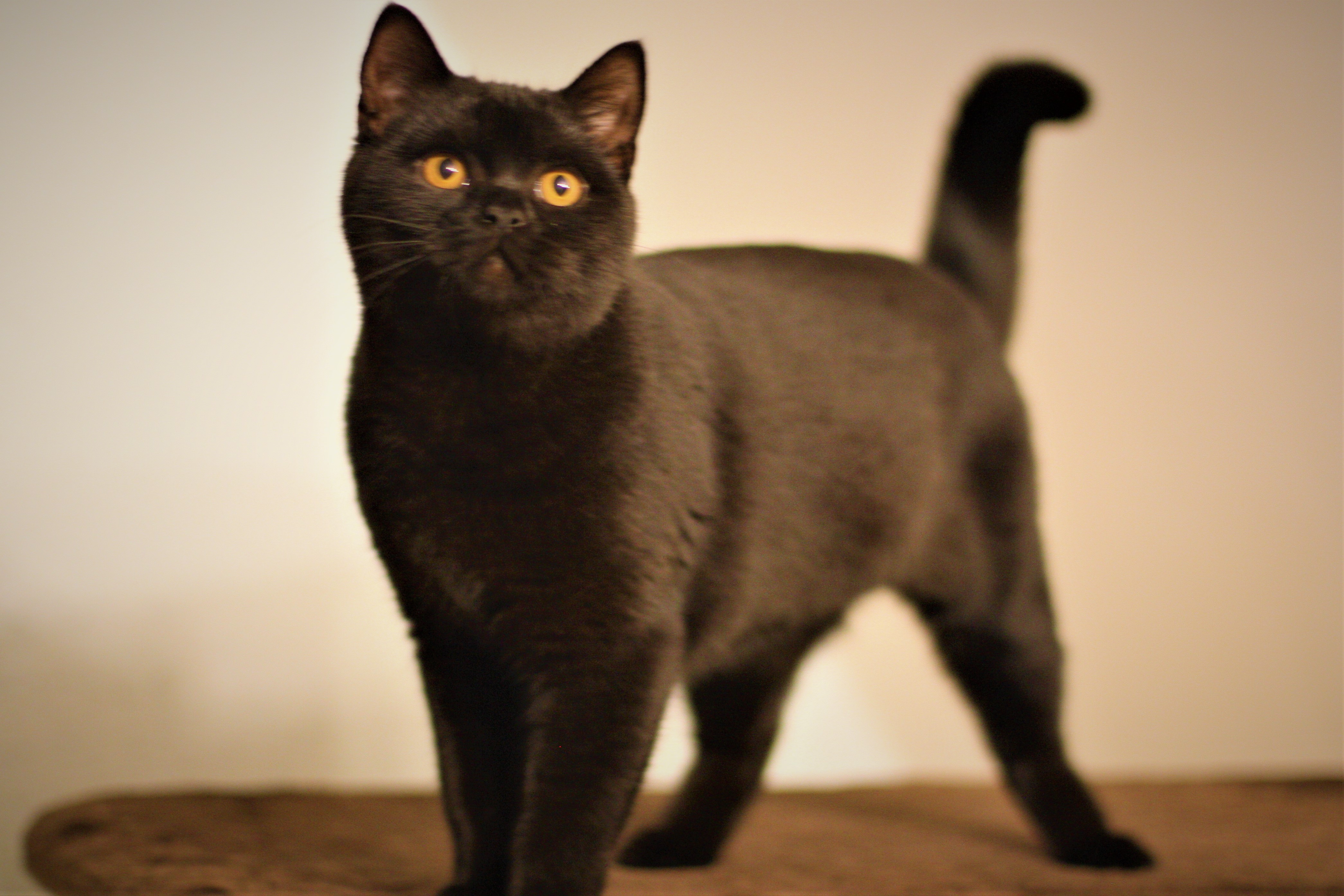 Amara