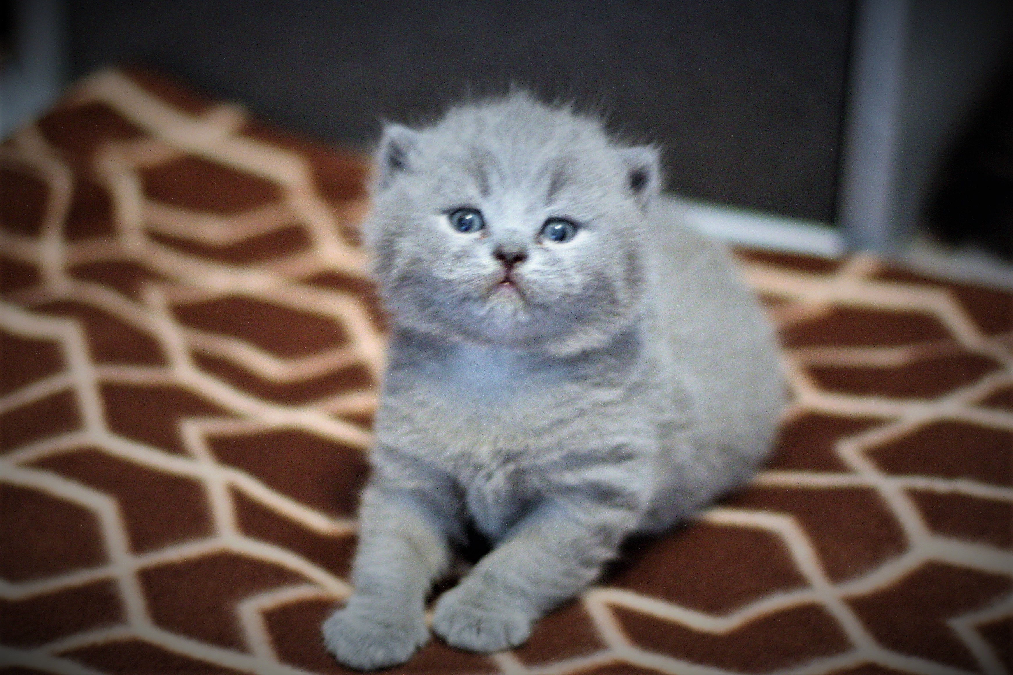 Balu Junior