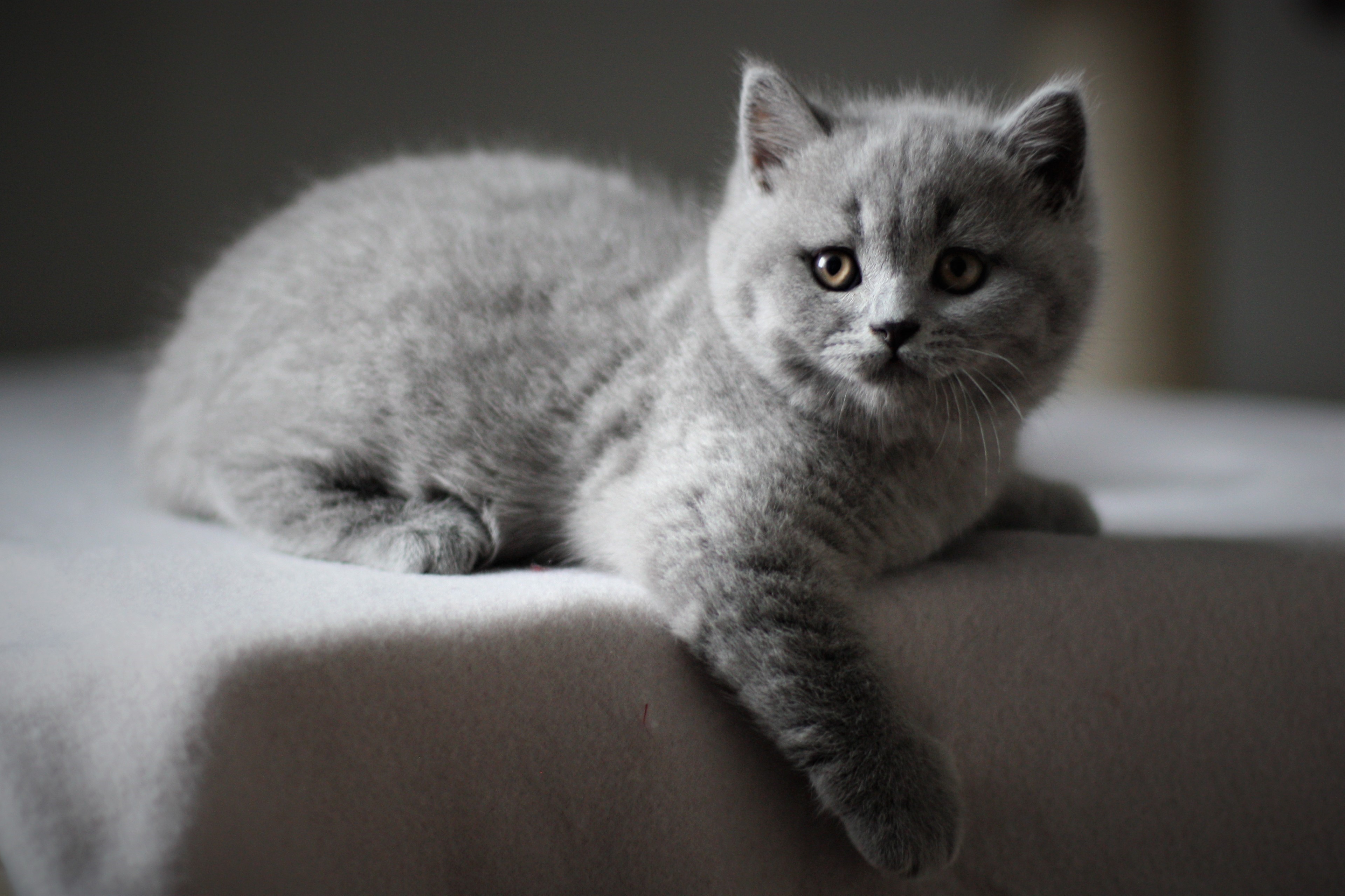 Balu