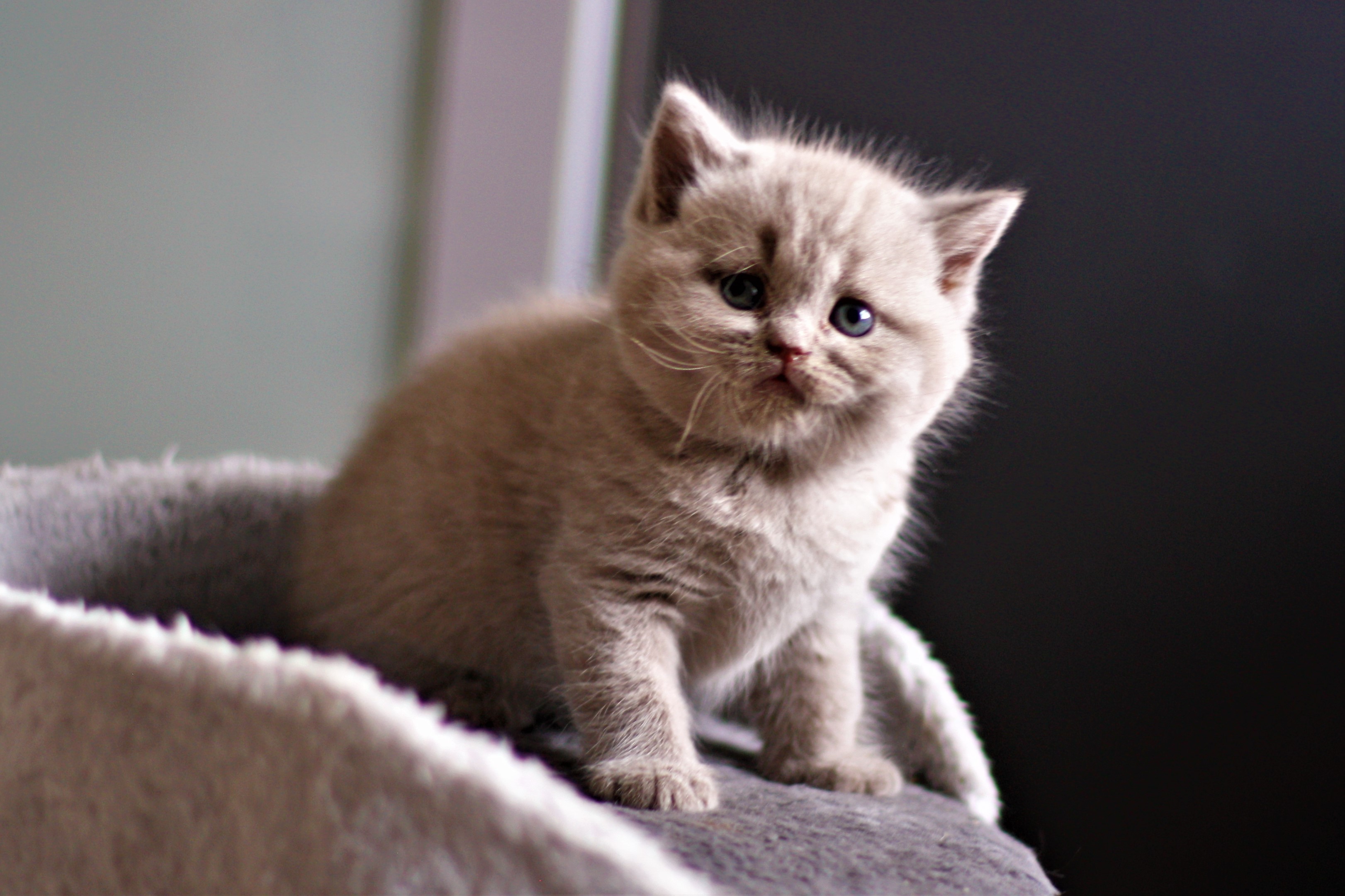 almiras kitten (13)