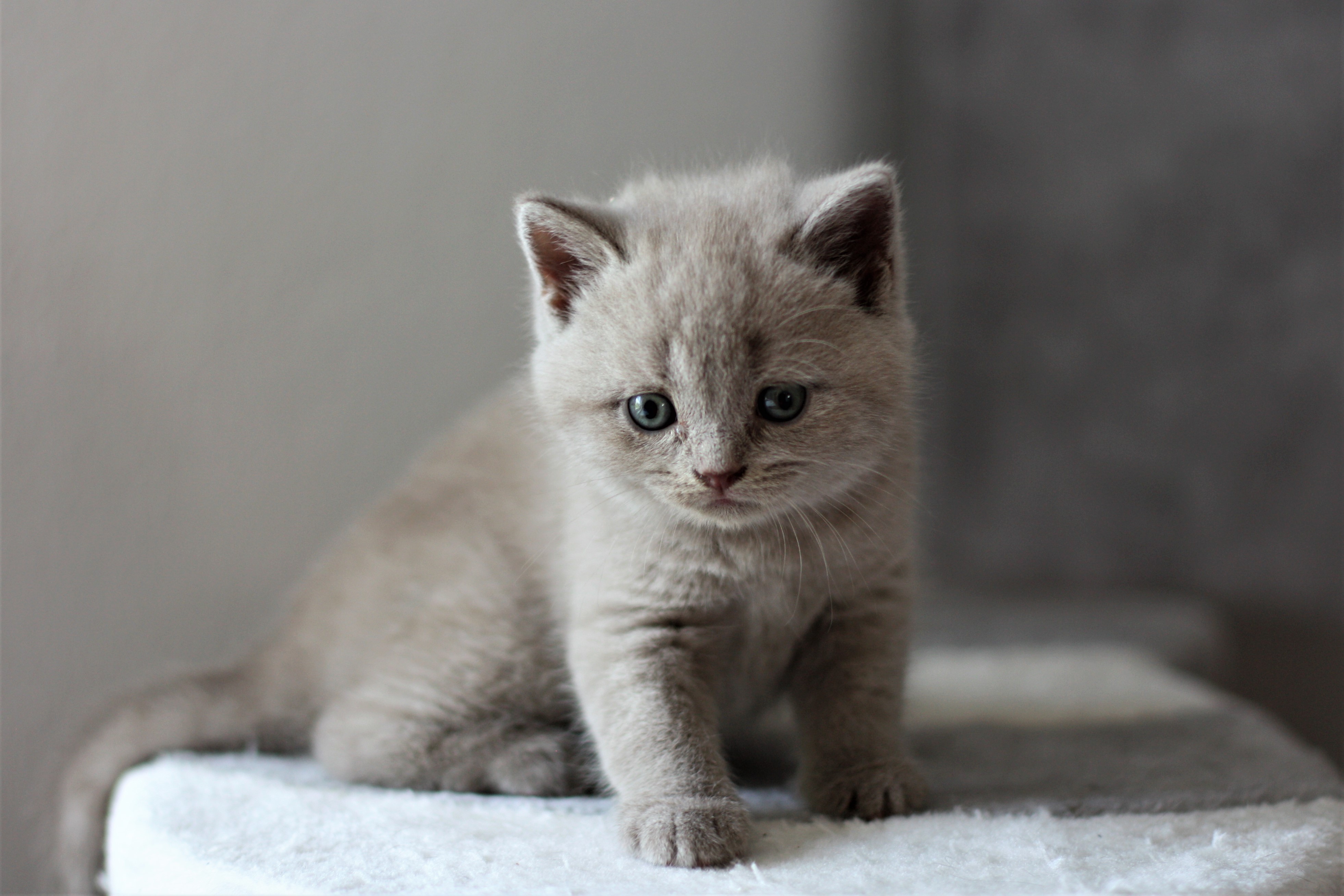 almiras kitten (2)