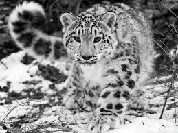 Snow Leopard