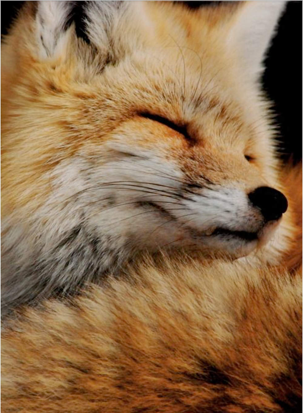 Warm Fox