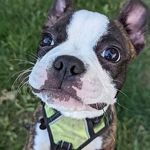 Alfie Mihm-headshot.jpg
