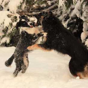 L'importance du jeux chez le Chien : 11 jeux variés à découvrir.
