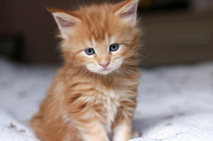 Kitten of Labhraidh