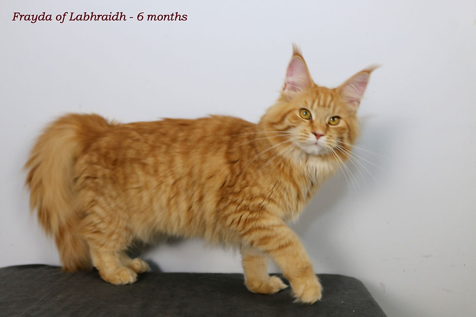 Fraida of Labhraidh