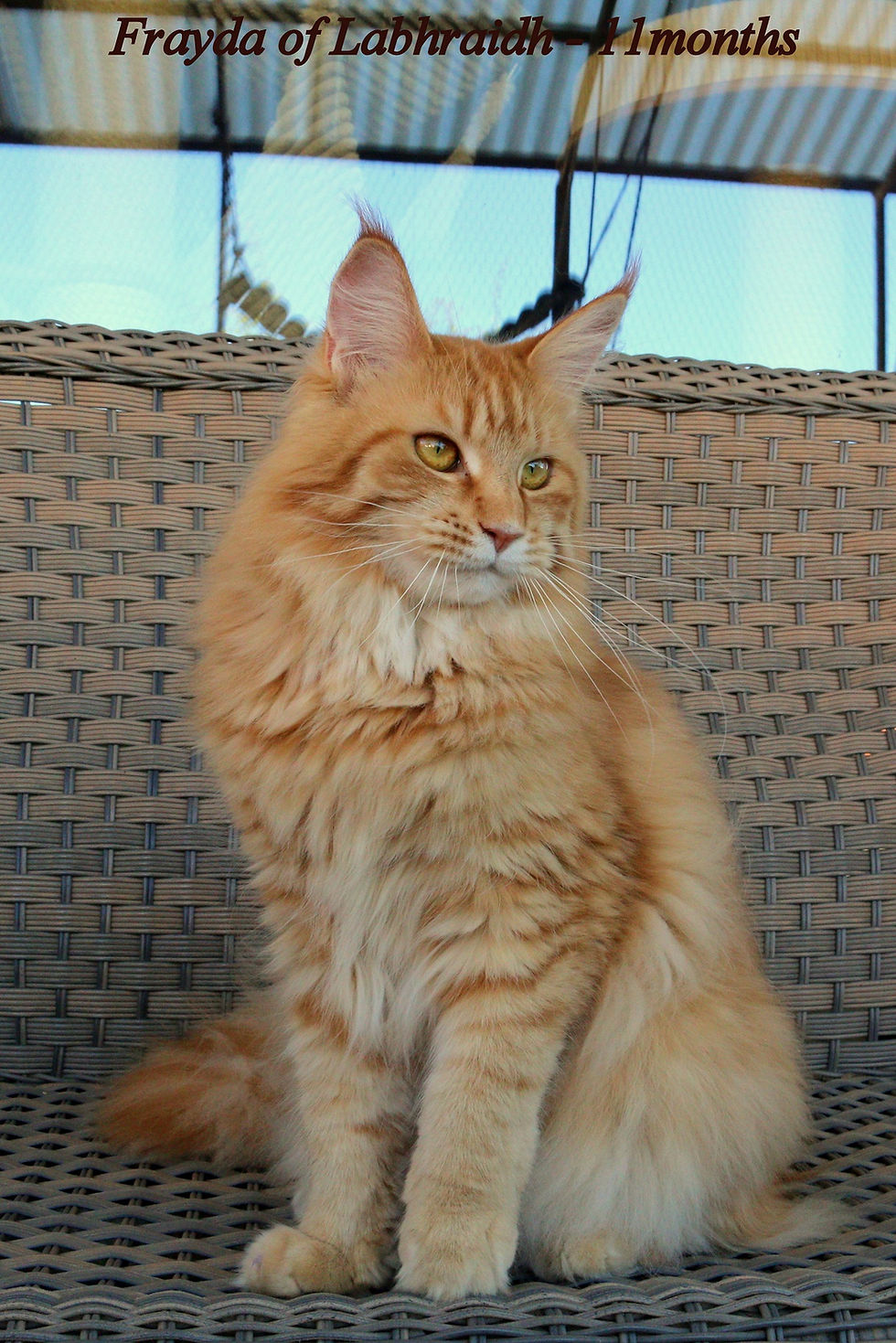 Frayda of Labhraidh (10)