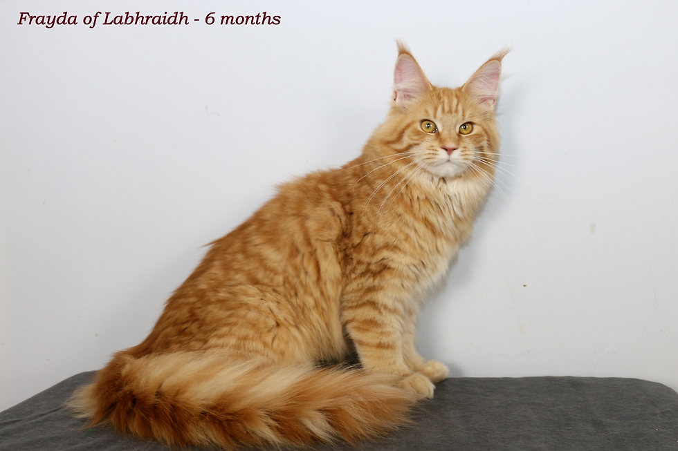 Fraida of Labhraidh