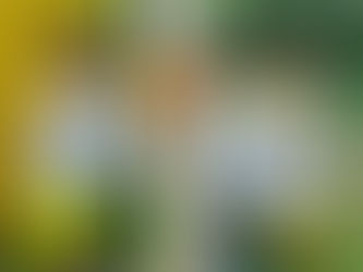 DIA DA ÁRVORE E INÍCIO DA PRIMAVERA