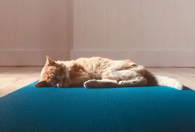 yoga-relax