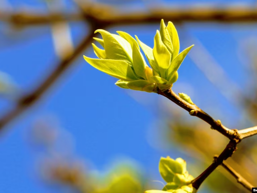 У Києві 1 квітня зафіксували три температурні рекорди – метеорологи