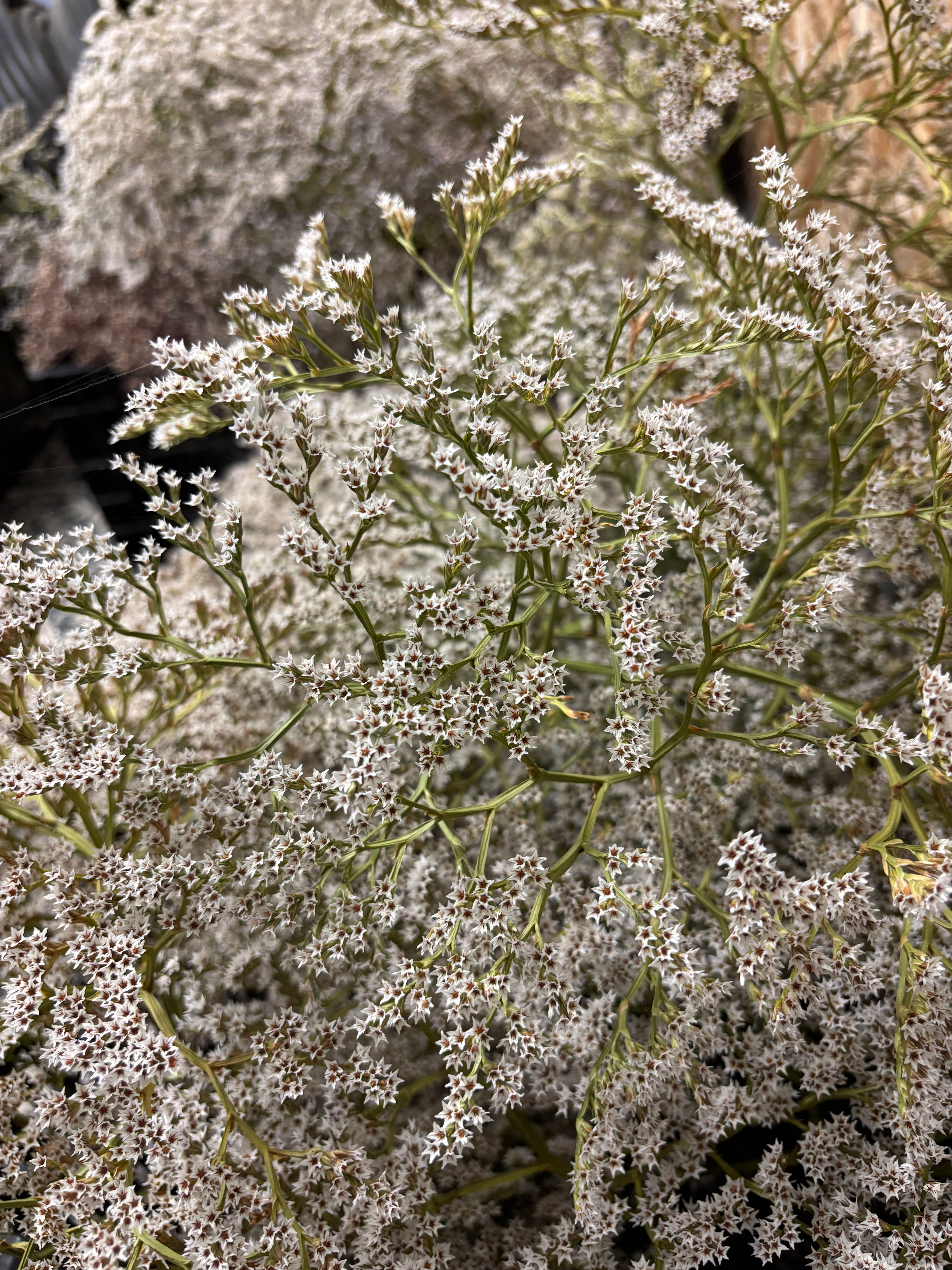 Dried German Statice