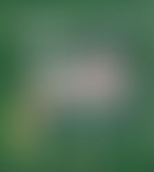 Moradores do Grajaú lutam para salvar árvores do bairro