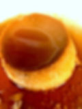 ★ Home Made Flan