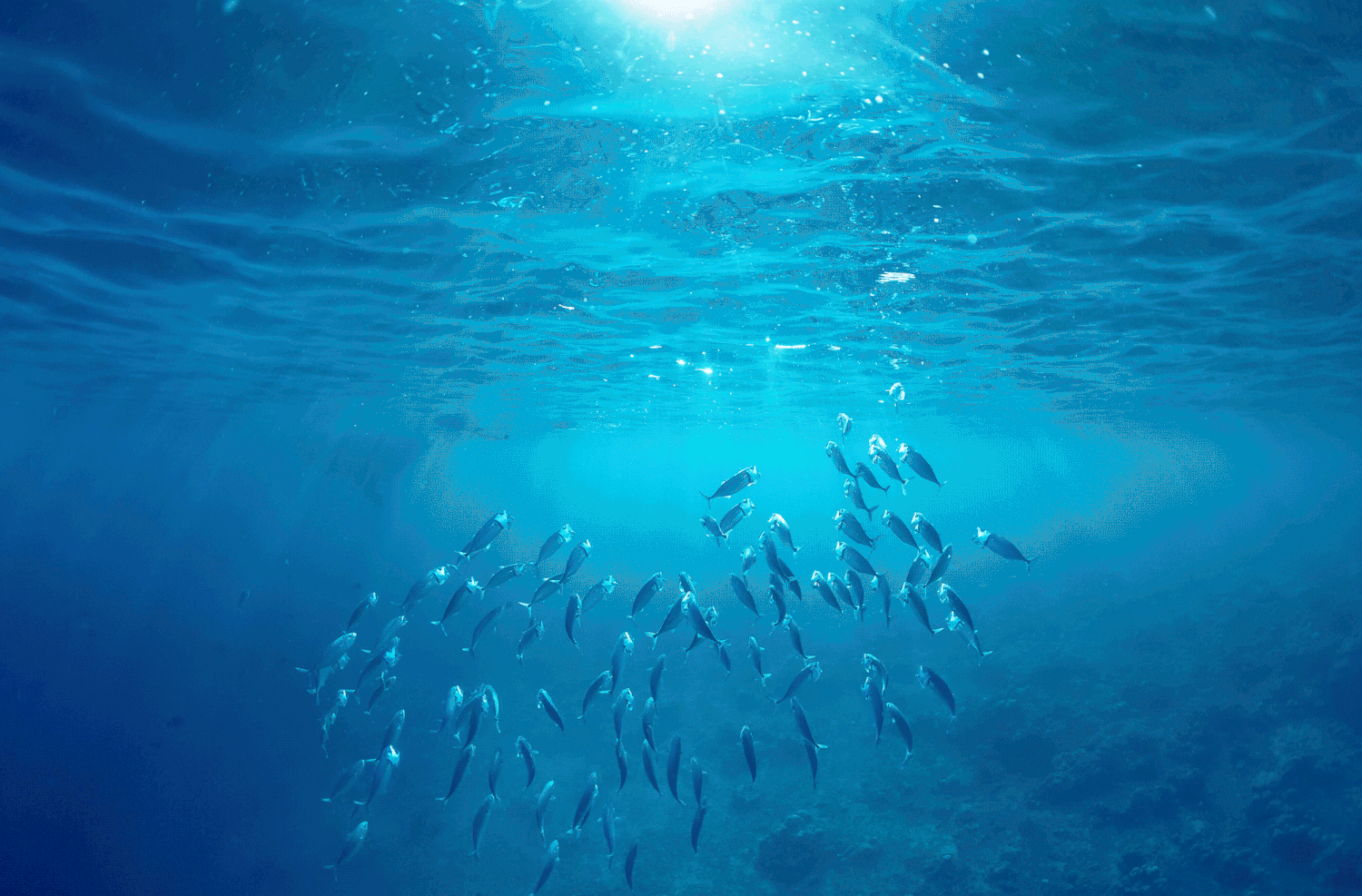TheWarOnPlastic_Landscape_A4-1.gif