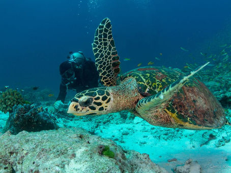 Exploring the Underwater Wonders of Phuket: A Diving Adventure