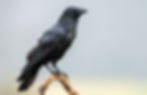 Raven perching on branch
