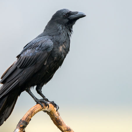 Is it a Crow or Raven? The facts you don't know.