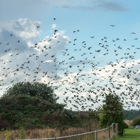 Easy Way to Calculate Grape Yield Losses in Vineyards due to Birds.