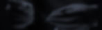 bg5.jpg