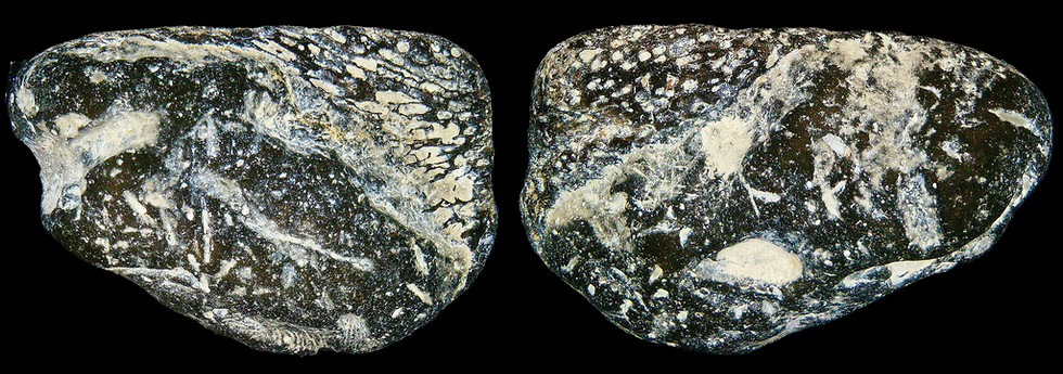 Turtle scute Rhinochelys pulchriceps, a Cretaceous fossil marine reptile of the Gault clay shown on www.folkestonefossils.co.uk