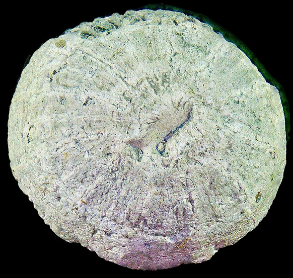 Micrabacia fittoni, a cretaceous fossil button coral of the Gault clay shown on www.folkestonefossils.co.uk